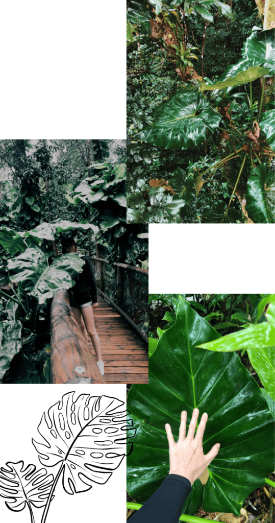 guadeloupe-nature-monstera