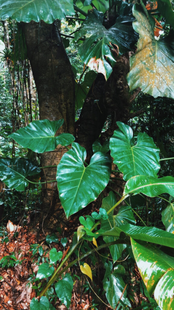 guadeloupe-nature-luxuriante